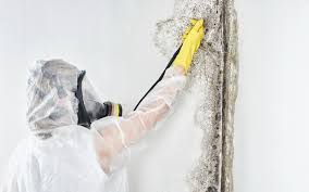 Best Residential Mold Inspection & Testing  in Avondale, PA